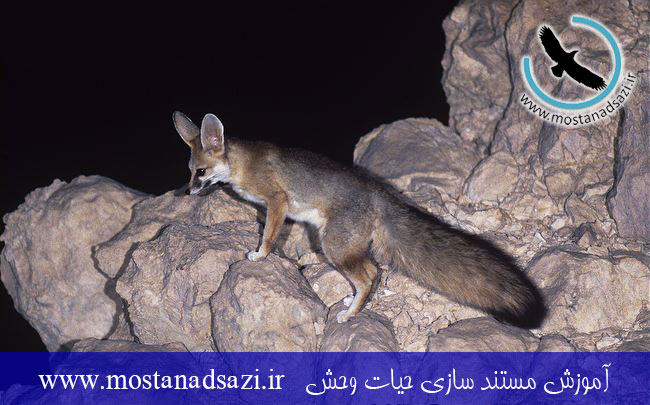 روباه افغانی (بلانفورد)