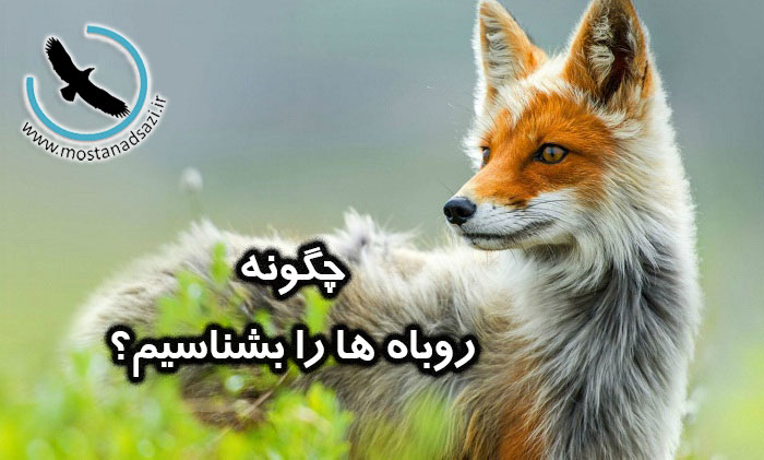 چگونه روباه ها را بشناسیم؟