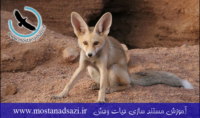 روباه شنی (روپل)