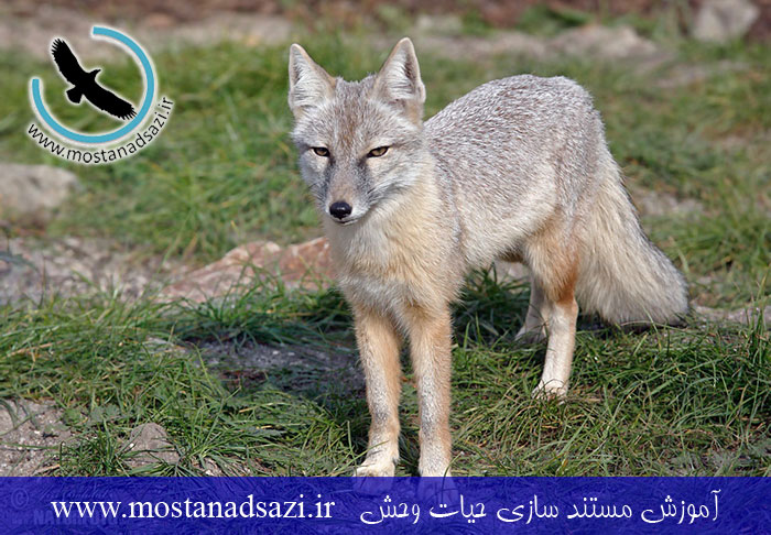 روباه ترکمنی (کرساک)