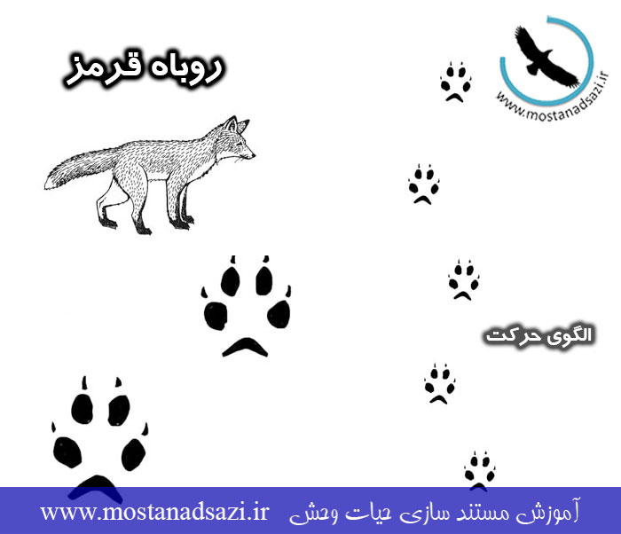 شناسایی رد پای روباه