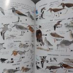 راهنمای میدانی پرندگان ایران